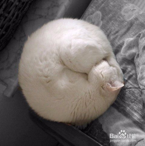 大谈猫的习性