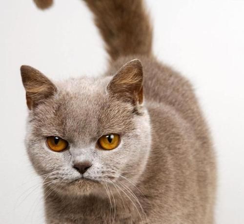 猫咪为什么喜欢爬高（探究猫咪天性与生理原因）