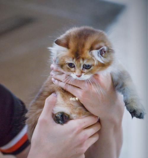 猫咪为什么喜欢爬高（探究猫咪天性与生理原因）