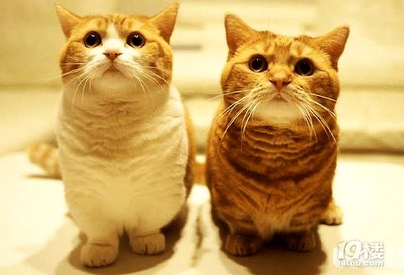 猫抓沙发太烦恼如何解决？猫咪总是抓沙发怎么办