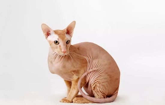 猫为什么要抓沙发