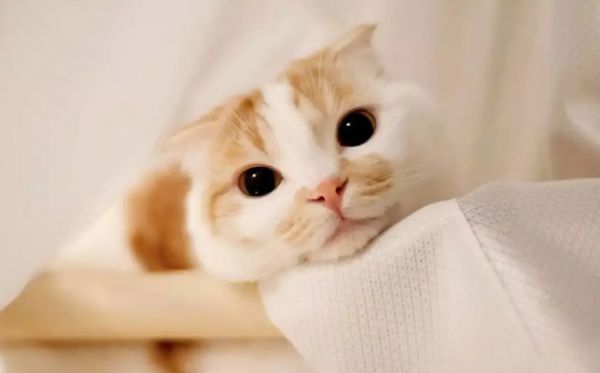 猫咪咬人、乱尿、抓沙发…如何彻底纠正猫咪不良行为？