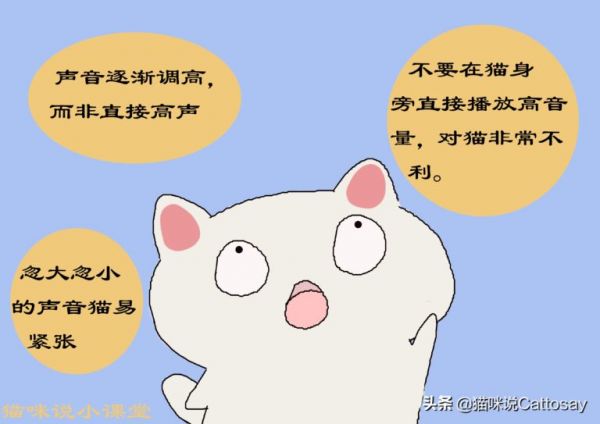 声音对猫影响很大,3 种噪音让猫感到不安,养猫需安静环境