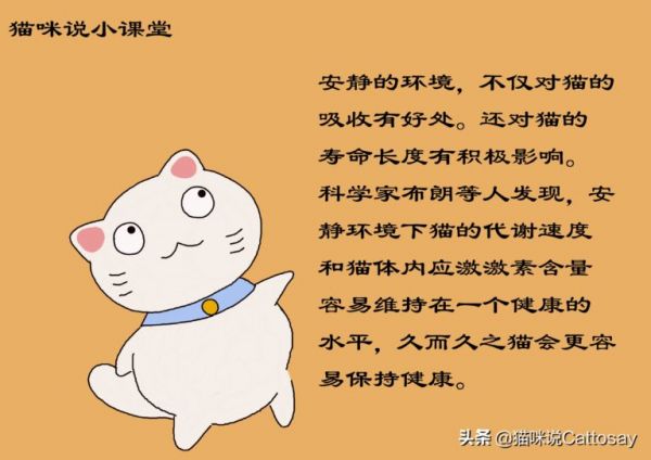 声音对猫影响很大,3 种噪音让猫感到不安,养猫需安静环境