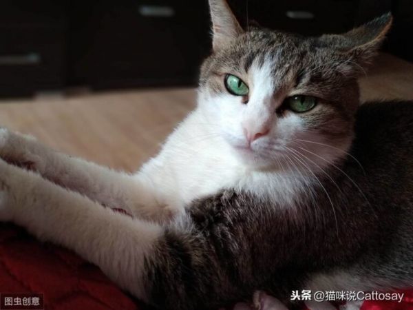 声音对猫影响很大,3 种噪音让猫感到不安,养猫需安静环境