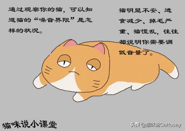 声音对猫影响很大,3 种噪音让猫感到不安,养猫需安静环境