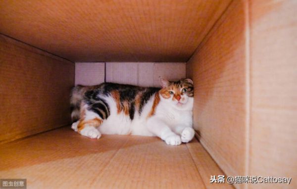 声音对猫影响很大,3 种噪音让猫感到不安,养猫需安静环境