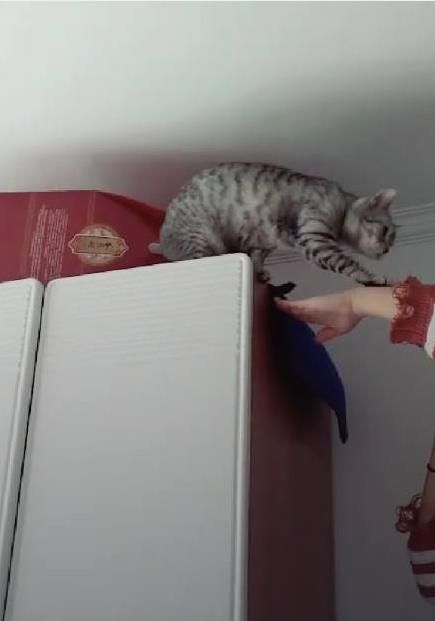 猫咪爬的太高不敢下去，主人无奈出手营救：你咋不上天呢？
