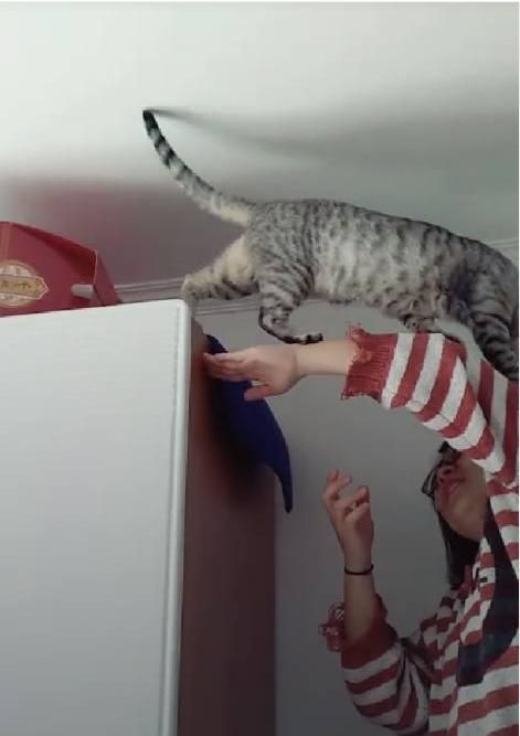 猫咪爬的太高不敢下去，主人无奈出手营救：你咋不上天呢？