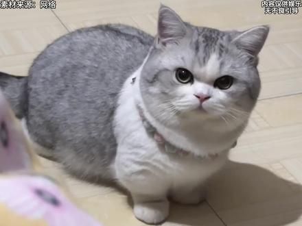 #谁能拒绝傻憨憨的小猫咪 小猫丢了还能让猫给你找回来。