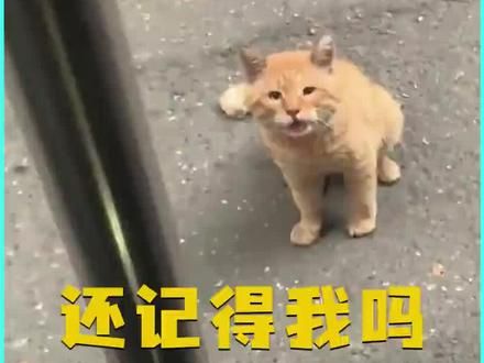 “三年前你救了我,三年后我来找你啦”终于认出我了#猫咪 #我回来了