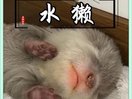 花一年时间养了只水獭结果... #水獭宝宝 #萌宠出道计划 #萌化了 #萌宠推荐官