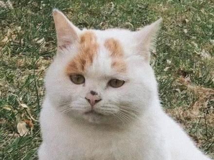 委屈小猫咪:喵姐爽文?委屈只不过是它嫁入豪门的手段罢了 #猫咪 #流浪猫 #萌宠 #动物的迷惑行为 #狸花猫