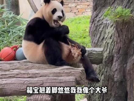 帽子奶爸照顾福宝大受好评,因为他和福宝互动很多,看着福宝的眼 神充满温柔#大熊猫福宝 #大熊猫 #熊猫