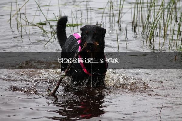 七招轻松搞定陌生宠物狗狗,第1张