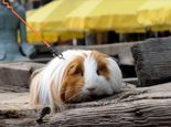仓鼠和荷兰猪(豚鼠)哪个好养