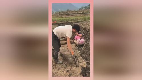 本以为是翻地，没想到竟然是挖水果，什么样的水果能埋在地下