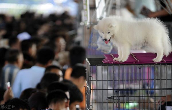 深圳宠物用品批发市场地址整理，看看在哪里拿货便宜