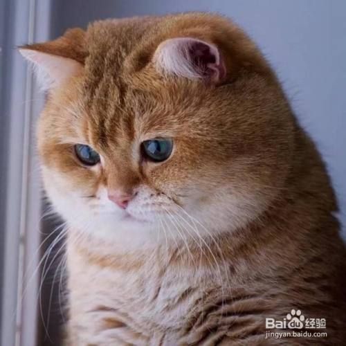 如何改善猫的抑郁症状