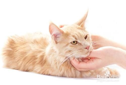 如何改善猫的抑郁症状