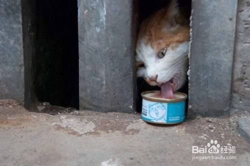 如何改善猫的抑郁症状
