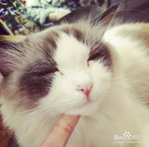如何改善猫的抑郁症状