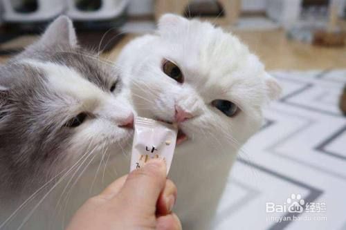 如何改善猫的抑郁症状