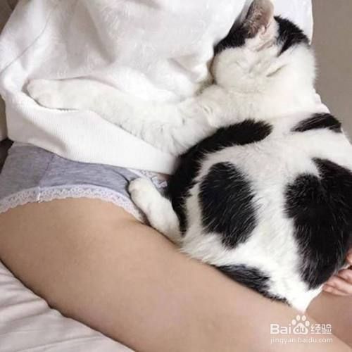 如何改善猫的抑郁症状