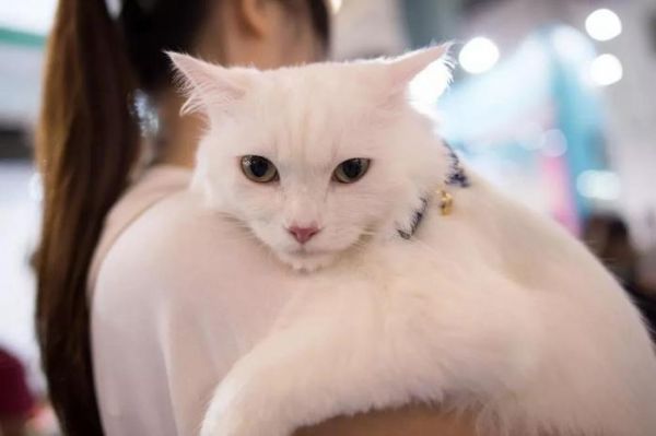 宠物抑郁症，也会自杀吗？