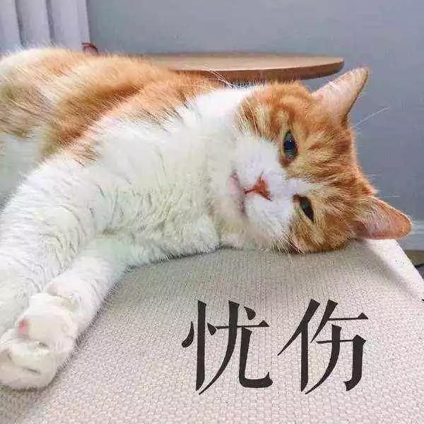 宠物抑郁症，也会自杀吗？