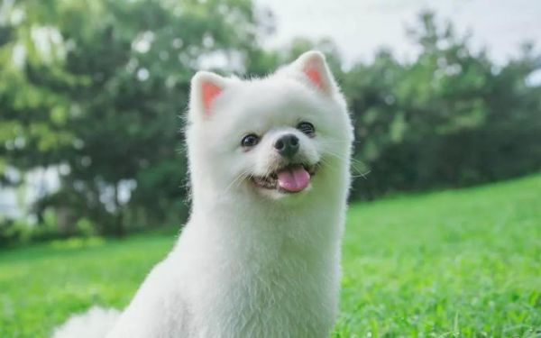 宠物抑郁症，也会自杀吗？