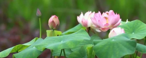 养碗莲怎么让它开花，需提供充足的光照和适宜的温度