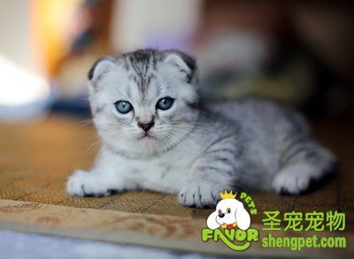 猫咪