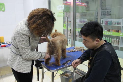 宠物店技术培训学什么