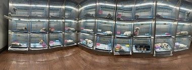 靠谱的犬舍来了15858478094