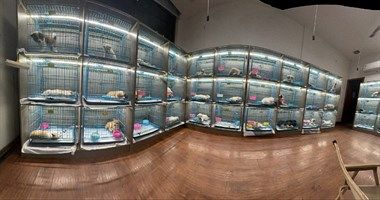 靠谱的犬舍来了15858478094