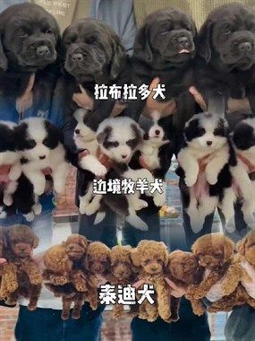 靠谱的犬舍来了15858478094