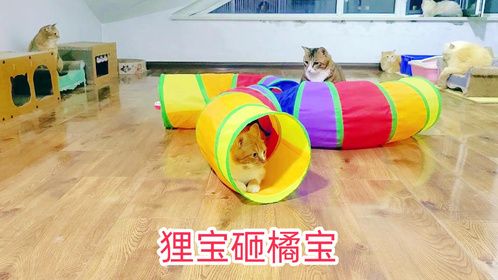 两只猫兄弟斗智斗勇，一只躲在猫隧道里，一只用身体当大锤砸对方