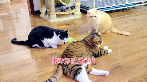 忙碌一天，上楼陪十几只胖猫，个个懒洋洋的，还都挺可爱