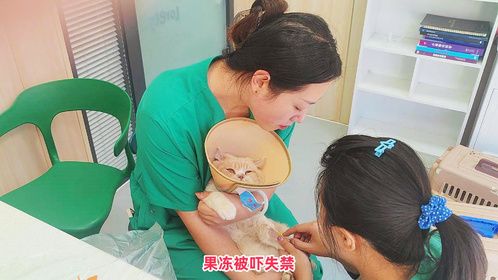 流浪猫果冻做绝育就被吓尿了，护士埋留置针多打两针把它扎生气了