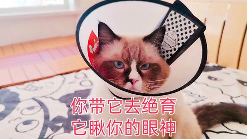 流浪猫是懂感恩的，你带它去做绝育，它看你的眼神就这样了