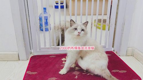 2000元买的布偶猫丢在农村变流浪猫，救养几月胖了点得做绝育