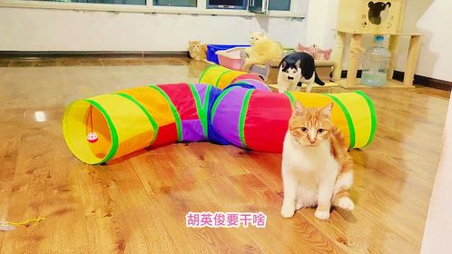 小母猫开心玩玩具，昔日猫霸王胖虎不敢从它面前过，怂成啥样了？