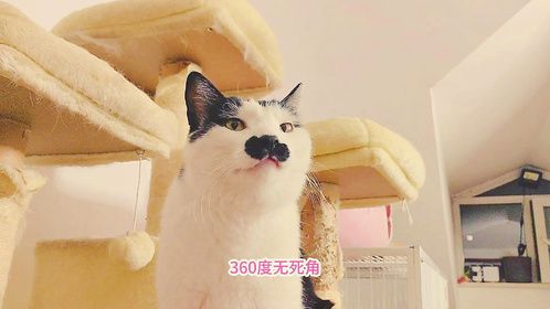 每天辛苦之余，与这些胖猫在一起，看看它们说说它们也是一种享受
