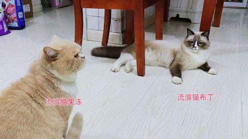 给流浪猫果冻和布丁预约了绝育手术，希望它们以后活得漂亮