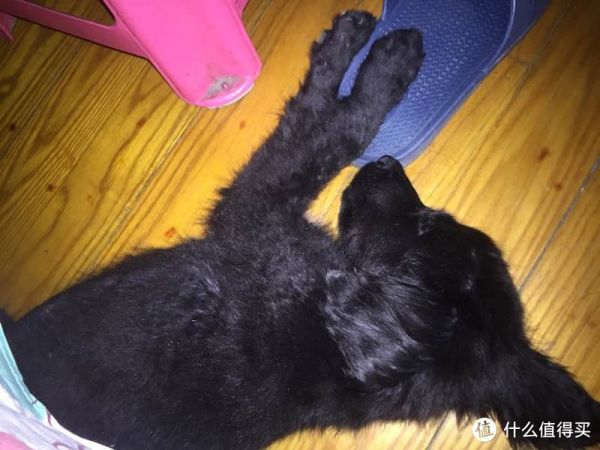 小狗老是爱咬东西怎么处理。