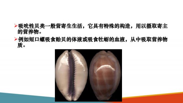 水生动物食性及消化生理水生动物食性PPT课件