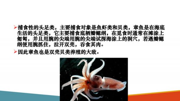 水生动物食性及消化生理水生动物食性PPT课件