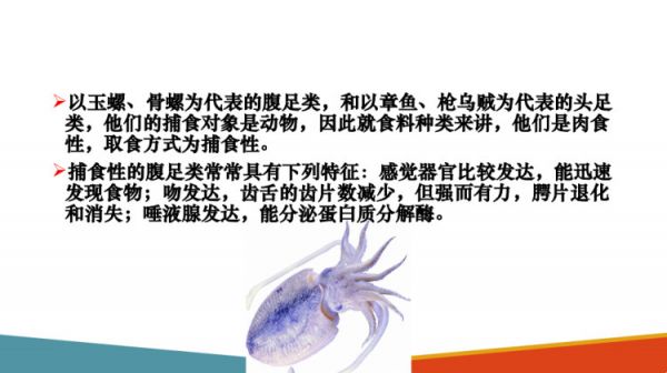 水生动物食性及消化生理水生动物食性PPT课件