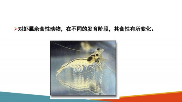 水生动物食性及消化生理水生动物食性PPT课件